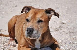 比特犬事件爆料视频,揭秘背后惊人真相  第3张